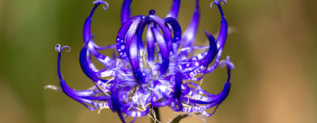 Teufelskralle blau, von nahe