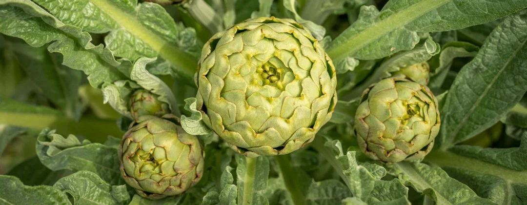Artischocke grün, eine grosse, zwei kleine