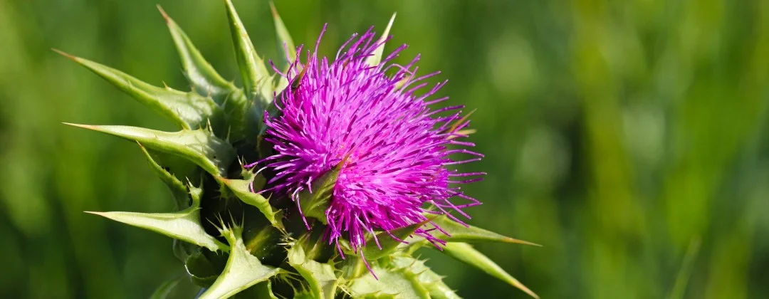 Mariendistel offen, lila, sonniger Platz