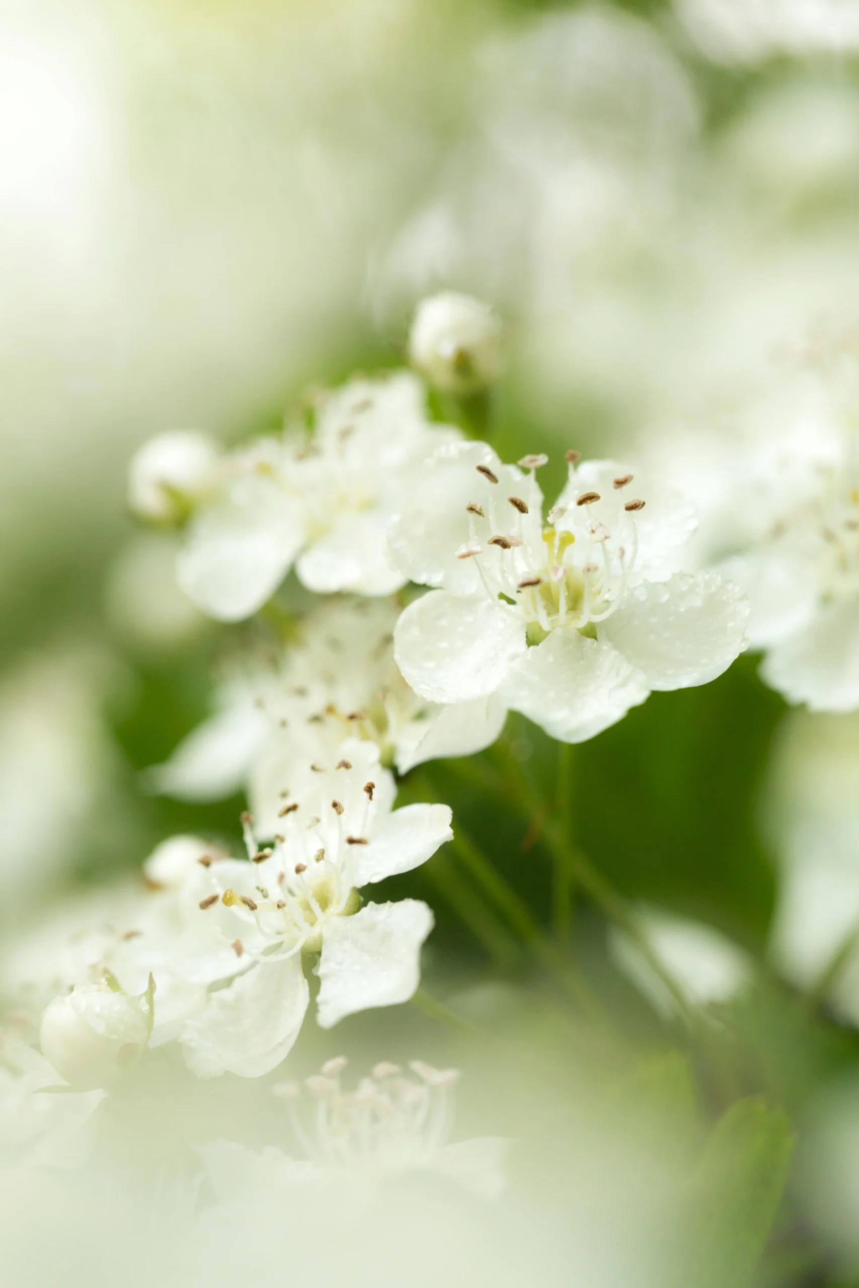 Weissdornblüten