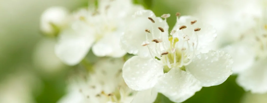 Weissdorn, Blüte vorne scharf, hinten verschwommen