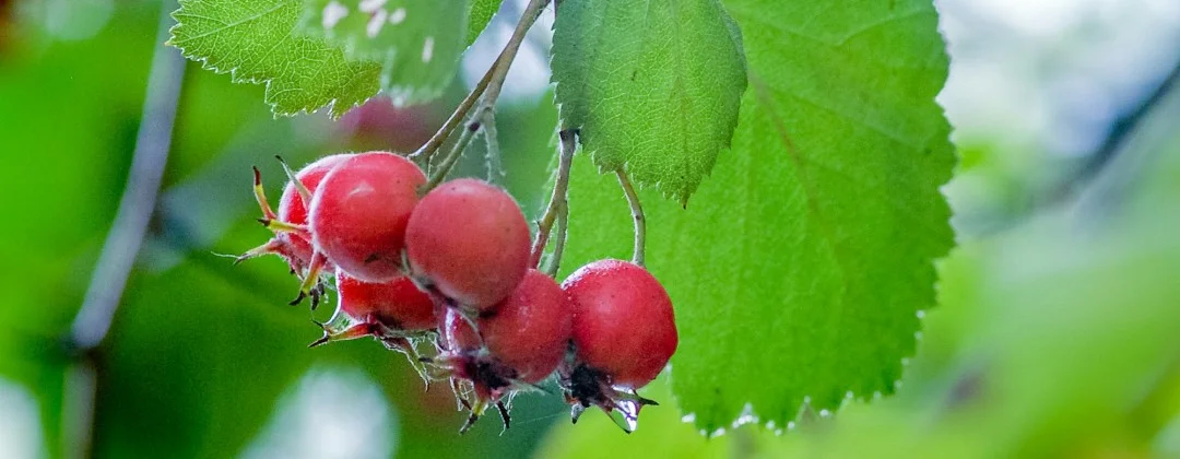 Beeren des Weissdorns im Vordergrund, hängend am Strauch