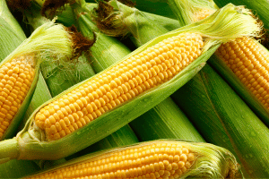 Maiskolben über einander