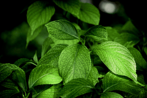 Stevia mit dunklem Hintergrund