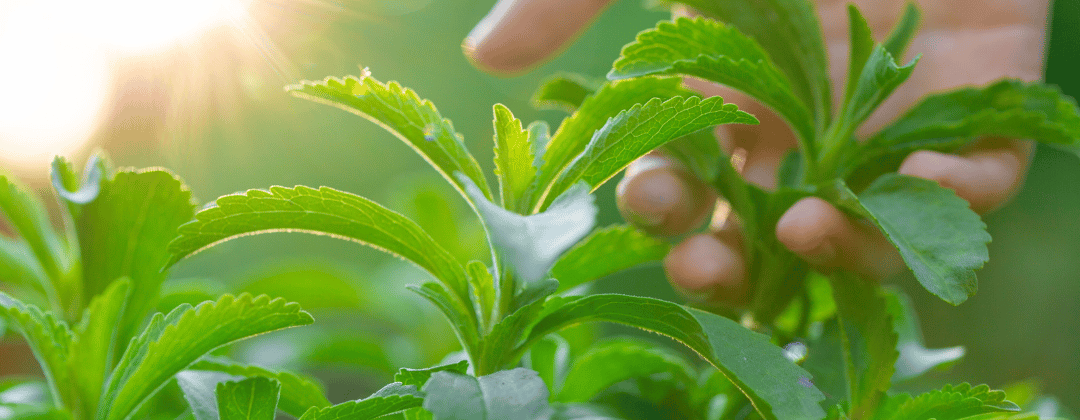 Steviapflanze im Vordergrund, Hand greift durch die Pflanze im Hintergrund