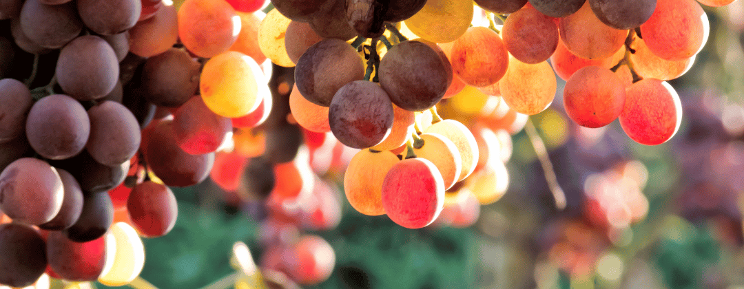 Rote Trauben reich an Resveratrol