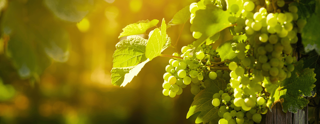 Trauben sind reich an OPC Traubenkernextrakt und Resveratrol, zwei starke Antioxidantien Kapseln, die Haut, Gefässe und Zellen schützen.