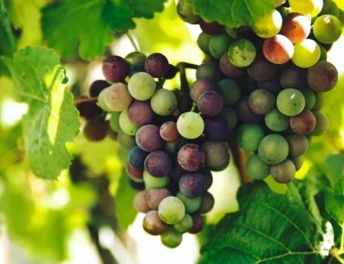 Antioxidantien-Traubenkerne-Vitaminplus