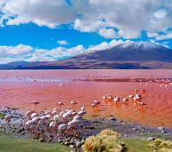 Flamingoes in Laguna Colorada , Uyuni, Bolivia