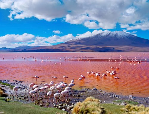Flamingoes in Laguna Colorada , Uyuni, Bolivia