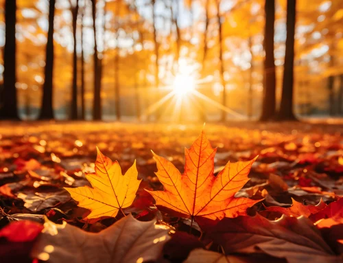 Herbst4