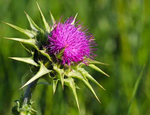 Mariendistel, lila Blüte, von der Sonne anegstrahlt