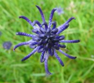 Teufelskralle - Vitaminplus - Gesundheit