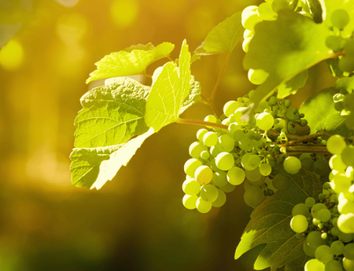 Trauben sind reich an OPC Traubenkernextrakt und Resveratrol, zwei starke Antioxidantien Kapseln, die Haut, Gefässe und Zellen schützen.