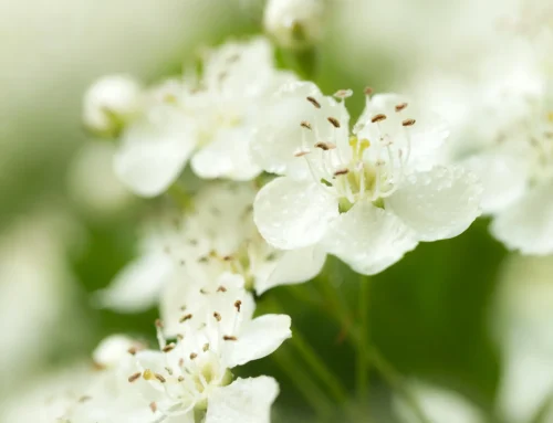 Weissdornblüten